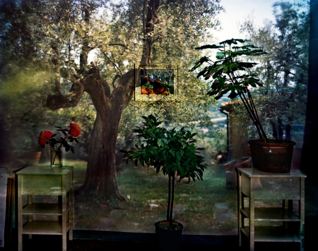 "Garden With Olive Tree" - Camera Obscura karya Abelardo Morell (Sumber: www.abelardomorell.net)